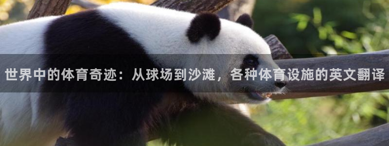 意昂体育4招商电话地址查询：世界中的体育奇迹：从球场